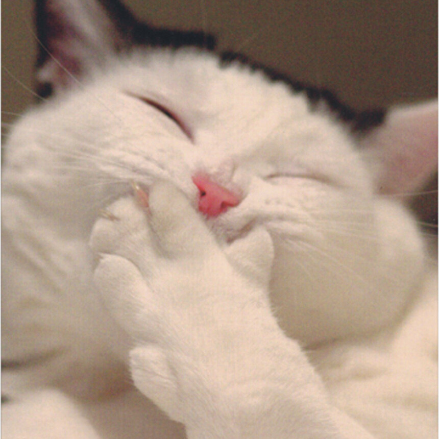 Kitten covering mouth